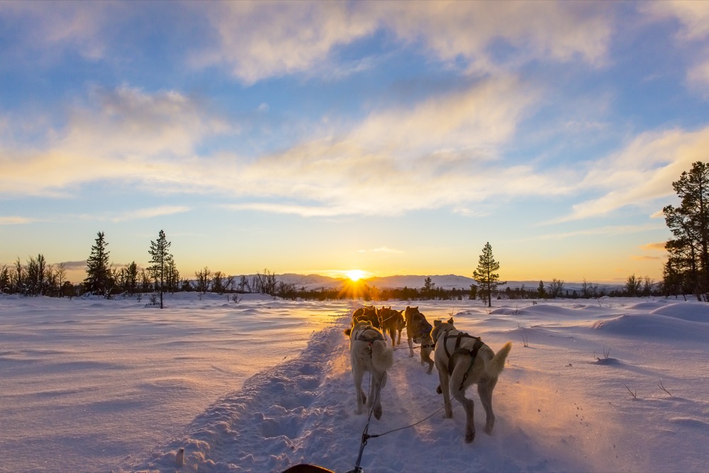 Hundeschlitten-Safari mit Huskys im Sonnenuntergang in Lappland
